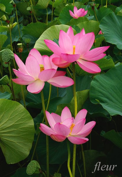 ハスの花の撮り方 花束感覚で撮る Crystal Wayの作例 フルール花写真教室