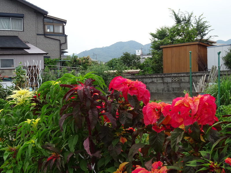 またカメラを買ってしまった by (TATE-misaki)_c0108460_22154311.jpg