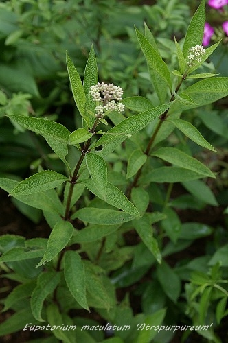 a0135366_21351466.jpg