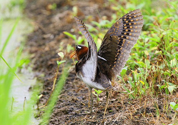 野鳥の羽根 鳥 タマシギの羽根