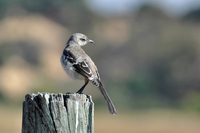 At Las Gallinas #2_a0126969_5245276.jpg