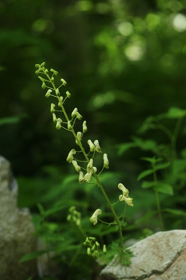 湖畔に咲く野草_e0304170_22921.jpg