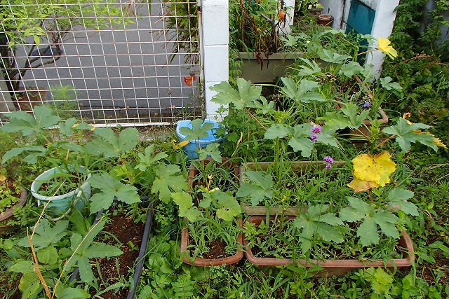 7月20日晴れのちときどき雨の日曜は自宅にて。_d0143678_8511820.jpg