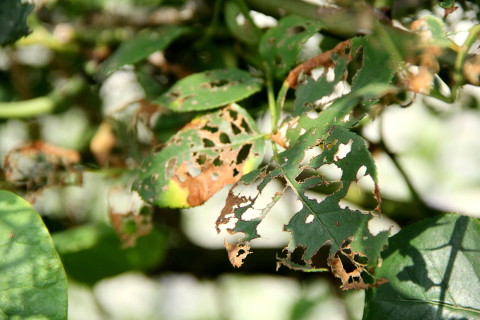e0154682_21113044.jpg