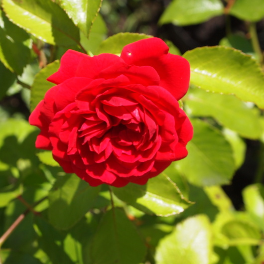 バラ、2回目のお花が咲いてきました_a0292194_11112276.jpg