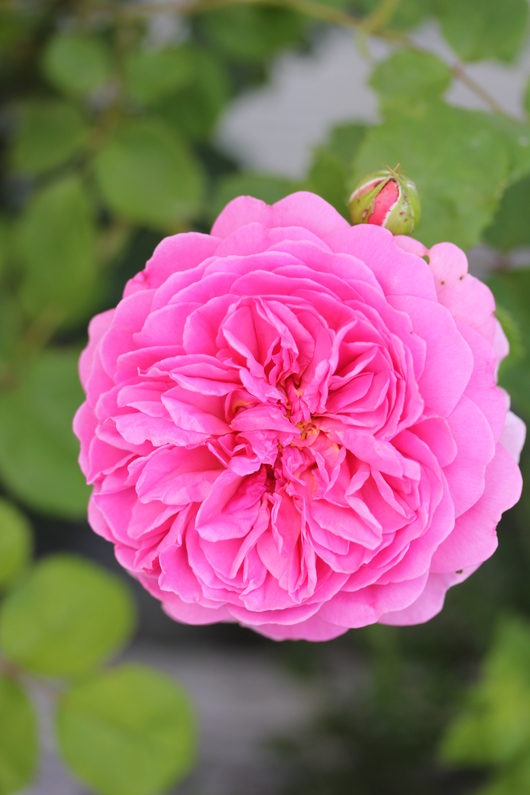 バラ、2回目のお花が咲いてきました_a0292194_11441528.jpg