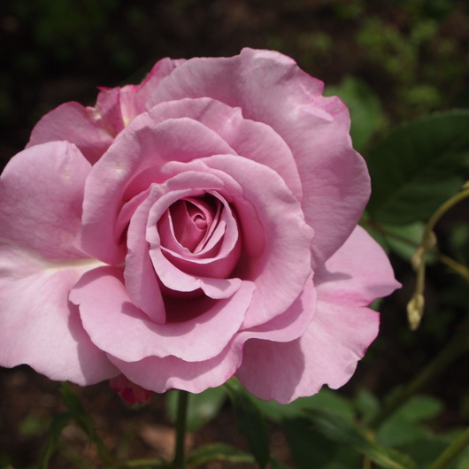 バラ、2回目のお花が咲いてきました_a0292194_1154759.jpg