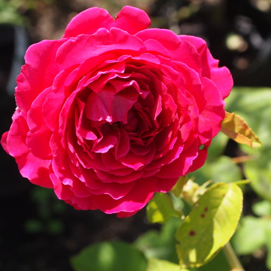 バラ、2回目のお花が咲いてきました_a0292194_11845.jpg