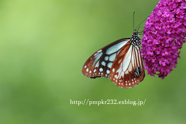 f0200594_1275970.png