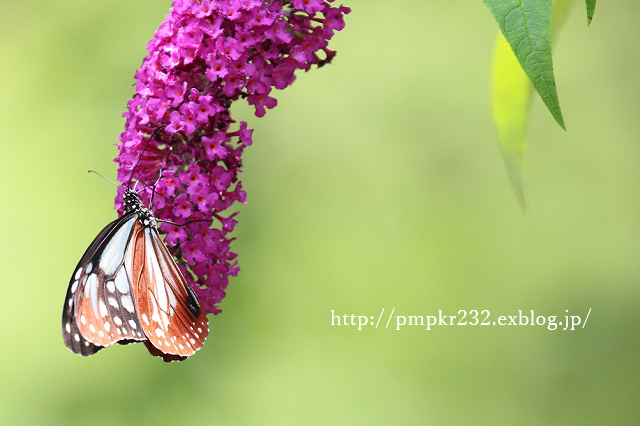 f0200594_1283591.png