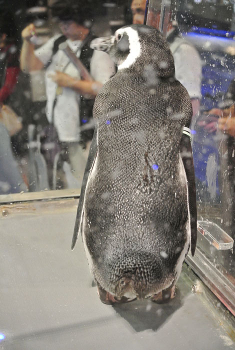■ すみだ水族館へ_b0144301_06325363.jpg