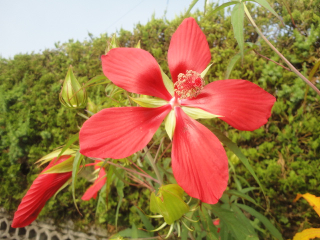 モミジアオイ(紅葉葵)の花・・・2015/7/24_f0231709_1710157.jpg