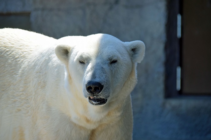 夏の陽光の下でのホッキョクグマたちの素顔 ～ ララ (Dame Lara)、デナリ、キャンディの夏の日の肖像_a0151913_102265.jpg