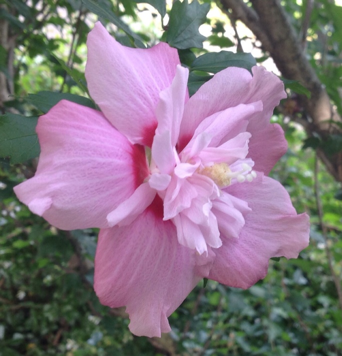 木槿 むくげ の花 磯 良 の 海 木槿 むくげ の花 磯 良 の 海