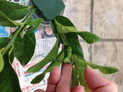 羽化したよ❗️アゲハチョウの幼虫(^o^)③_d0282219_19594734.jpg