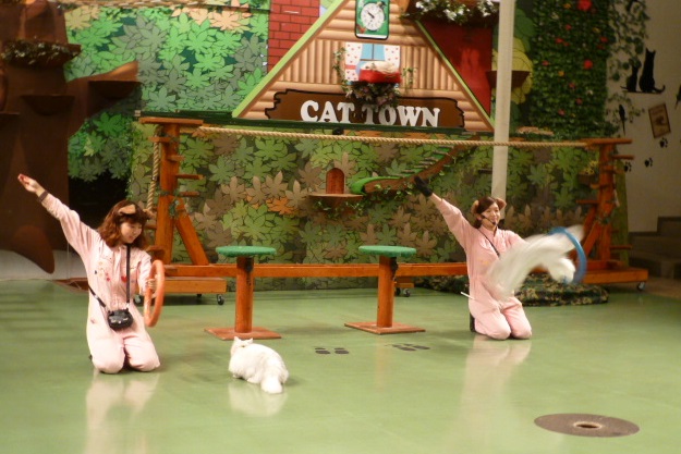 那須旅行 那須どうぶつ王国-3 【The Cats】_e0237625_22355975.jpg