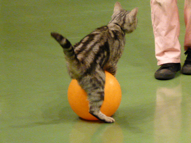 那須旅行 那須どうぶつ王国-3 【The Cats】_e0237625_22392623.jpg