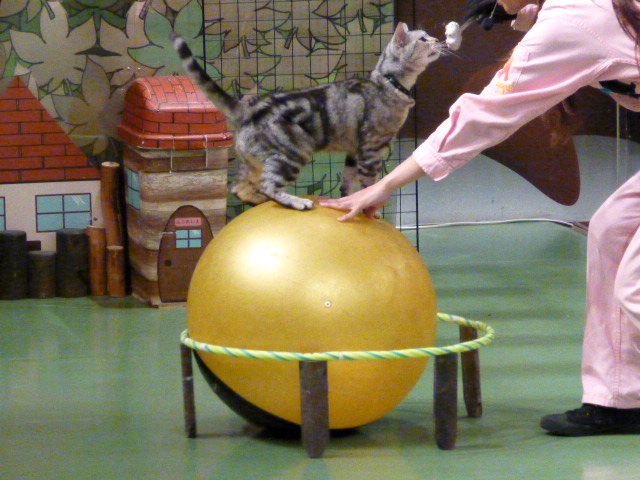 那須旅行 那須どうぶつ王国-3 【The Cats】_e0237625_22404982.jpg