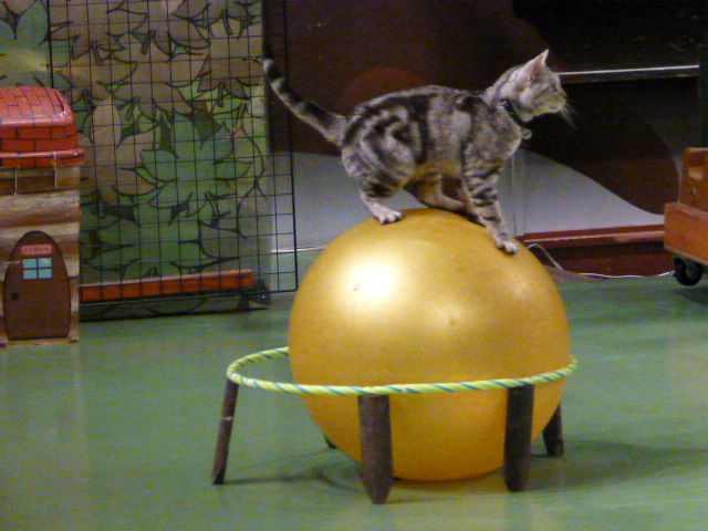 那須旅行 那須どうぶつ王国-3 【The Cats】_e0237625_2242363.jpg