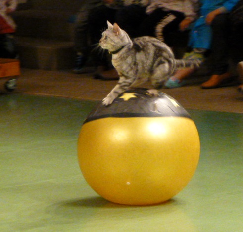 那須旅行 那須どうぶつ王国-3 【The Cats】_e0237625_23501810.jpg