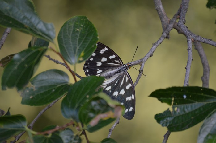 ゴマダラチョウ ♀の産卵行動に遭遇_d0254540_19132984.jpg