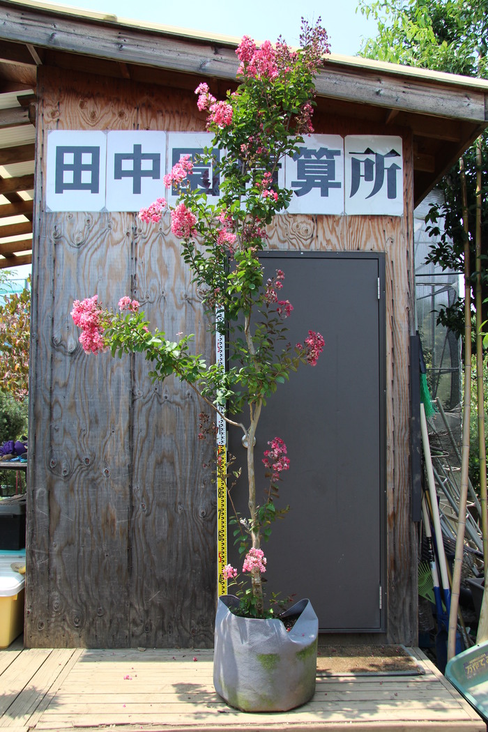 サルスベリ 夏祭り ペパーミントレース 販売 画像 写真 価格 値段 庭木 安行 植木 シンボルツリー 田中園 Shop Tanakaen Jp Web Magazine