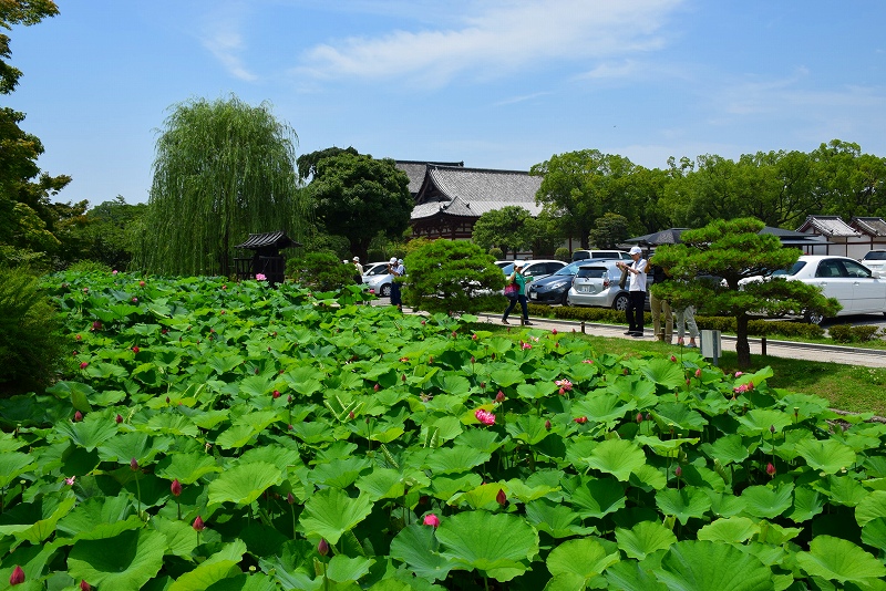 東寺のハス園20140712_e0237645_17573334.jpg