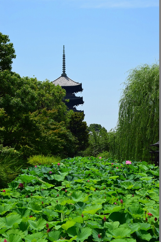 東寺のハス園20140712_e0237645_17575527.jpg