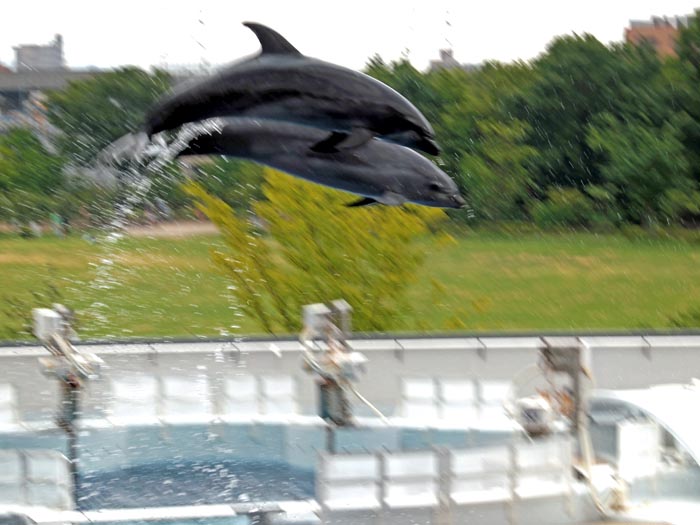 京都水族館へ飛びもん流し撮りを狙いに行く_e0022047_23051392.jpg