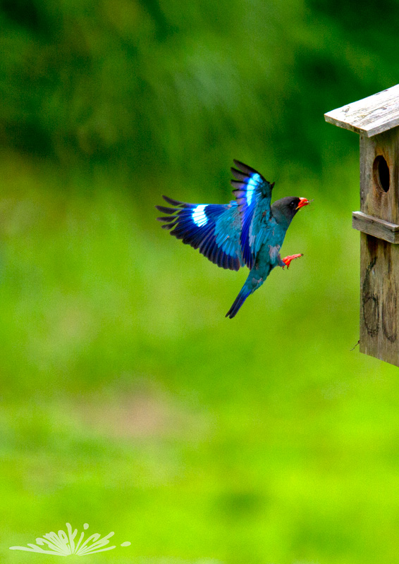 青い鳥！（ブッポウソウ）_a0057752_902189.jpg