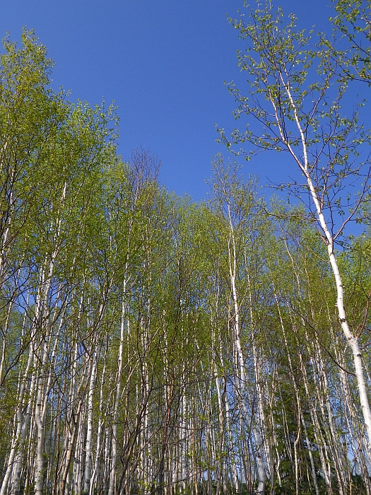 c0060452_20351083.jpg