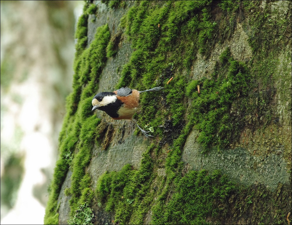 野鳥も撮る！ ＜ブログの状況のまとめ記事あり＞　～行方さだめぬ南紀旅（６）_f0140054_650517.jpg