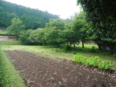 干したけのこ 自家製メンマを作ってみませんか?そして熊本のお盆にはコレ!棒鱈と干したけのこの煮物!!_a0254656_19243730.jpg