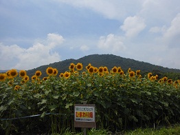夏だ、今年も、ヒマワリだ_e0175370_13594087.jpg