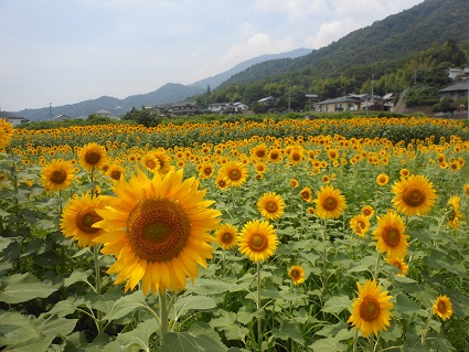 夏だ、今年も、ヒマワリだ_e0175370_1404470.jpg