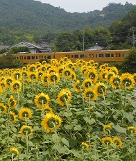 夏だ、今年も、ヒマワリだ_e0175370_1422643.jpg
