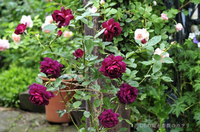 我が家のRose of the year 2014_c0278671_21125590.jpg