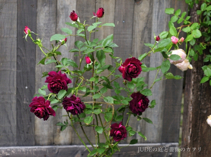 我が家のRose of the year 2014_c0278671_21131313.jpg