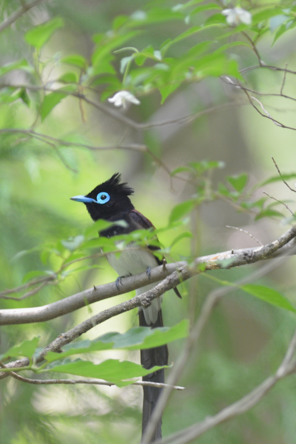 サンコウチョウ 白い花の下で..._f0053272_1745969.jpg