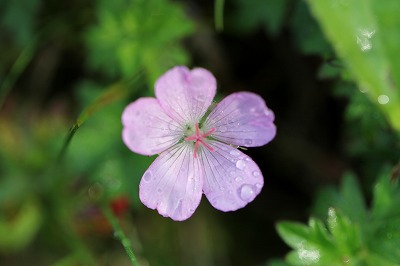 高山植物_a0202475_2162536.jpg