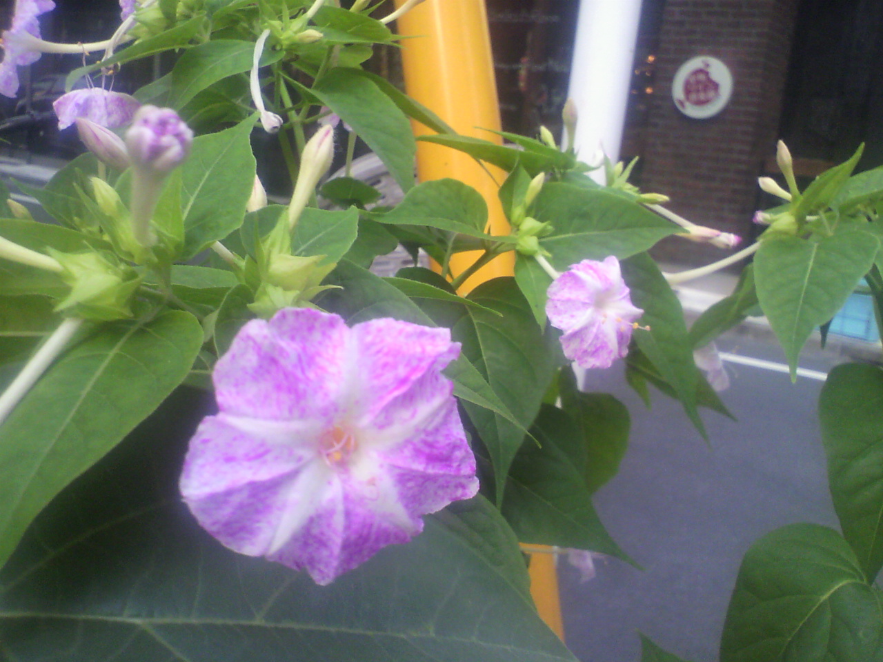 今年も夏花の………。_d0062076_1718502.jpg