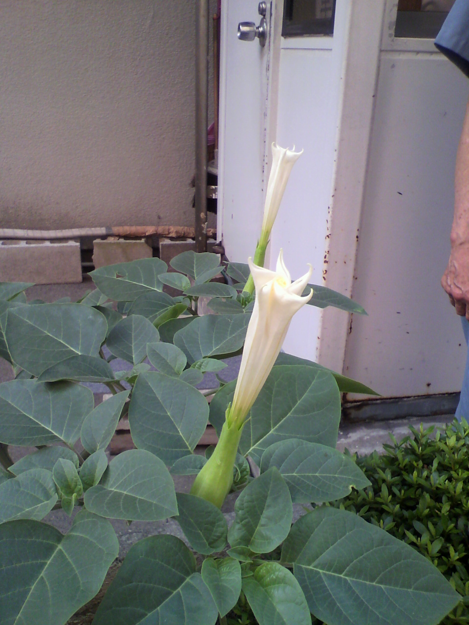 今年も夏花の………。_d0062076_17194595.jpg