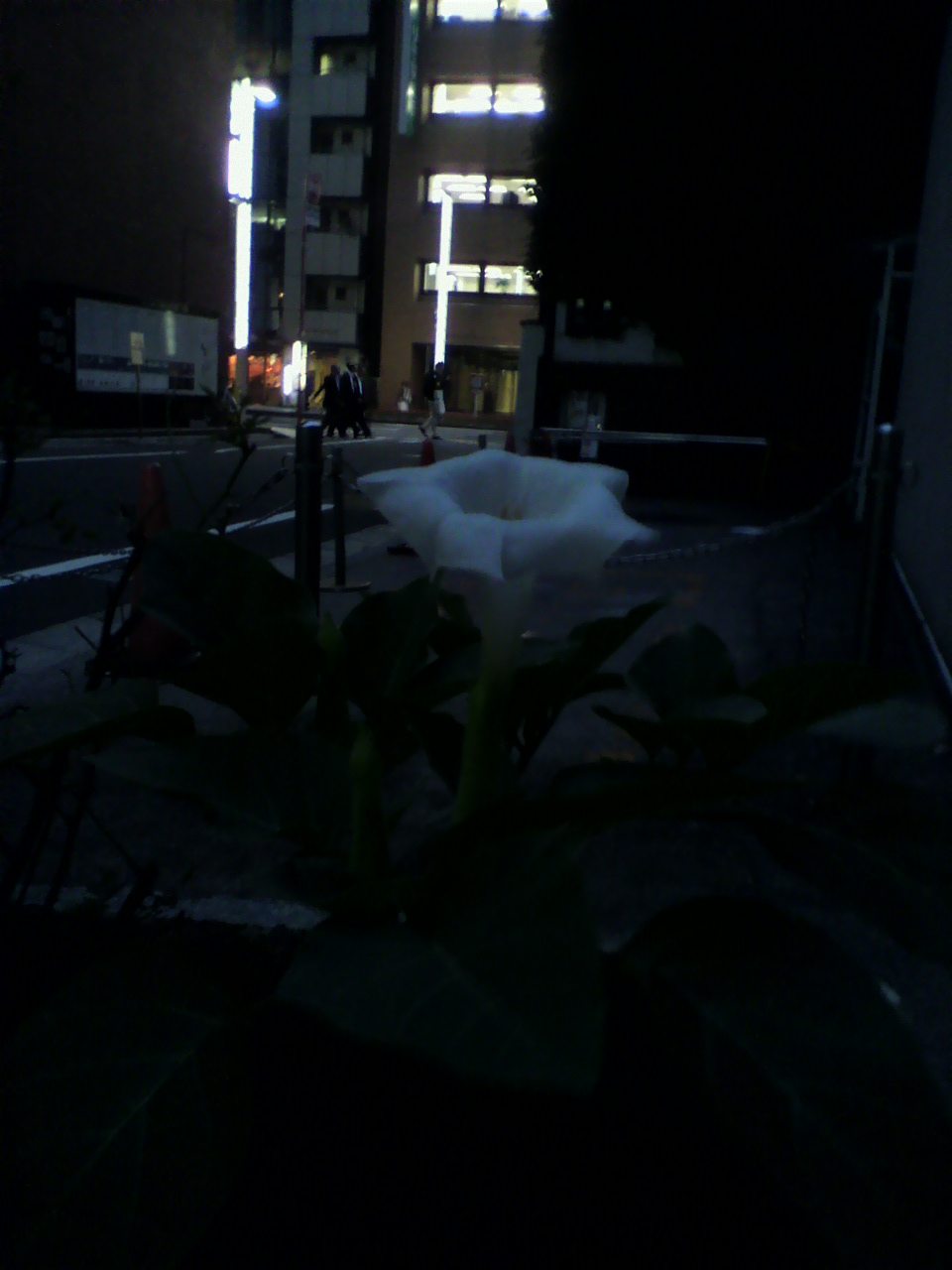 今年も夏花の………。_d0062076_1720131.jpg