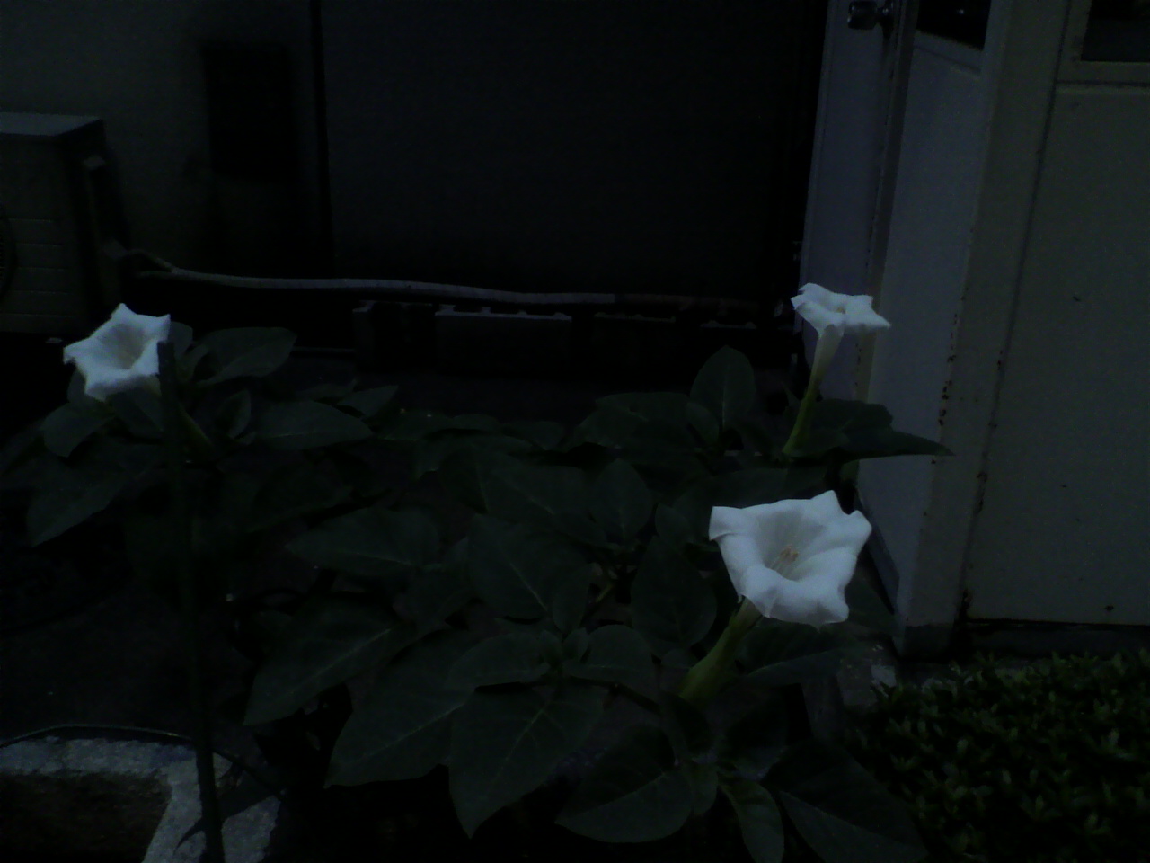 今年も夏花の………。_d0062076_17202416.jpg