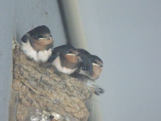 2014年7月22日 箱根で仕事_b0098584_17492629.jpg