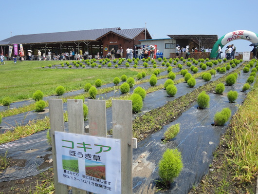 びわこ☆箱館山ゆり園☆_a0258386_22162763.jpg