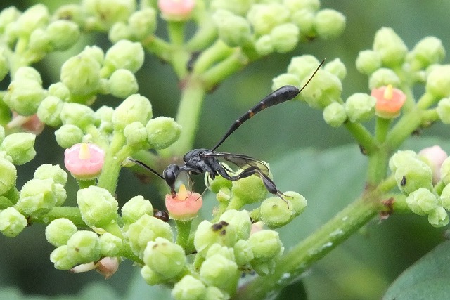e0070891_1815819.jpg