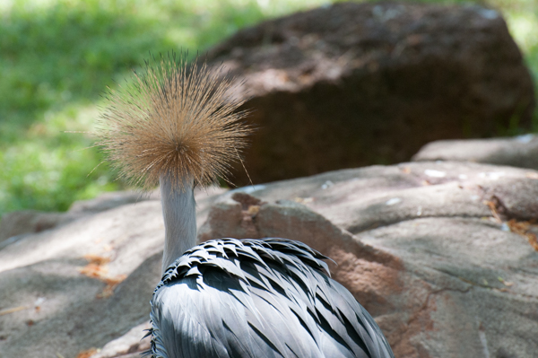 ハワイ-動物園→水族館_a0013296_21102160.jpg