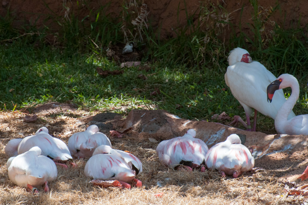 ハワイ-動物園→水族館_a0013296_21103695.jpg