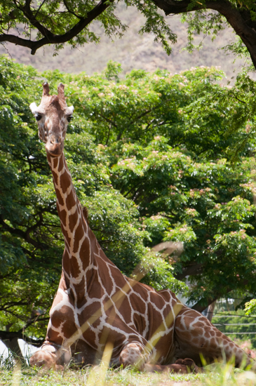 ハワイ-動物園→水族館_a0013296_2110419.jpg